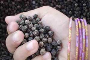 Vietnam sees surges in pepper exports to France in 7 months