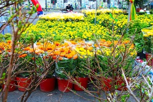 First ornamental flower market in HCMC opens