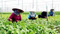 Hard-working farmers in HCMC earn more than US$14,544 yearly