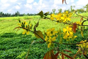 Billionaire village in Mekong Delta province