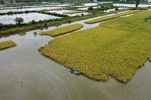 Cooperative nets much yearly from growing organic rice