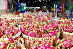 Local authorities advise farmers not to destroy dragon fruit orchards