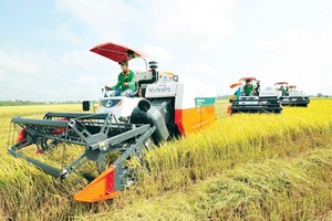 Risk of breakdown of large-scale paddy field rearing its ugly head
