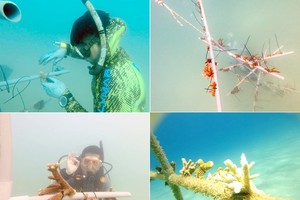 Nurturing life for sea – preserve sea coral