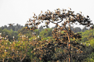 Flock of storks returns to Lo Go - Xa Mat National Park in Tay Ninh Province