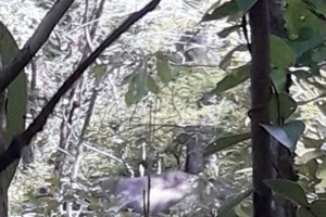Wild elephants appear in border commune in search of food