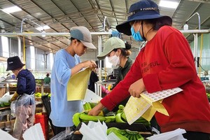Agricultural products from Vietnam’s Central Highlands to export
