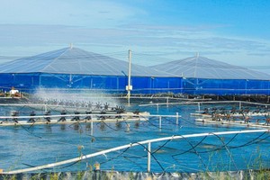 Soc Trang approves seafood development project of over US$42 million