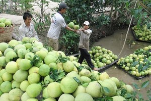 Vietnamese pomelo has large potential for export