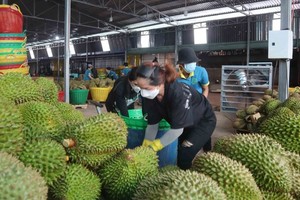 Durian farmers joyful at news of official export to China