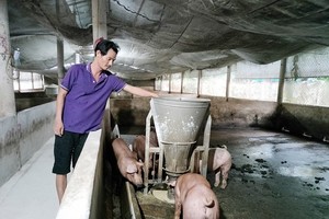 Pig household farmers face difficulties when swine prices down
