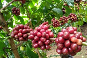 Coffee exhibition to take place in Ho Chi Minh City’s Reunification Palace