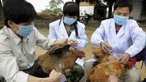 MoH issues preventative measures after recording human case of A/H5 avian flu