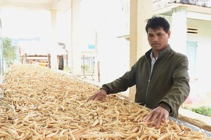 Ethnic minority people get richer by growing herbs 