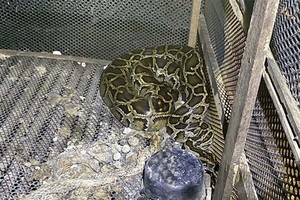 Man dies after python wraps itself around his neck