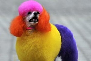 Services for keeping pets during Tet holidays booming