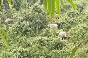 Elephants roam residential areas to hunt food