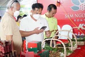 Ngoc Linh ginseng helps Central Highlands locals out of poverty