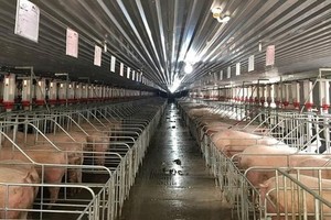 Vietnamese-made African swine fever vaccine meets immunological responses