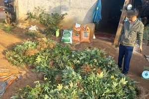 Police expanding investigation of large-scale cannabis cultivation in Dak Nong