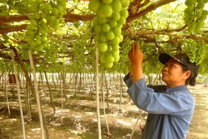 Ninh Thuan Grape - Wine Festival on the horizon 