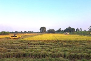 Mekong Delta province’s rice output tops 10 million rice tons