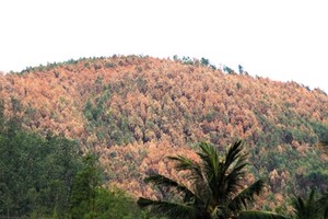 Localities step up measures for forest fire prevention