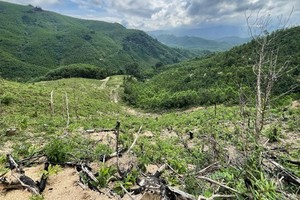 Vietnam’s forest coverage remains at 42.02 percent : Agriculture ministry