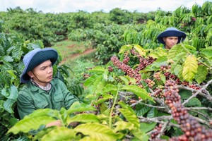 Vietnam’s exports of agriculture, forestry and fishery have low value