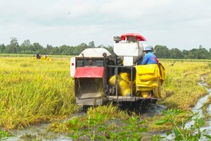 Vietnam not lack rice for export and local demand: MARD 