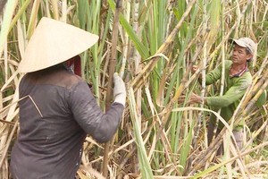 Bitter taste of cane leaves processing factories closed