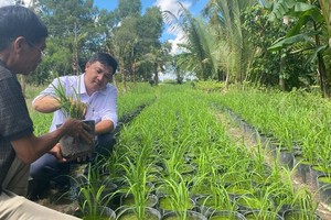 First int’l rice festival to pave way for rice production sustainability