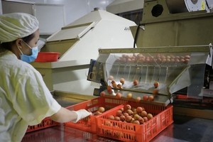 FTAs help strengthen Vietnam – Japan trade cooperation: official 