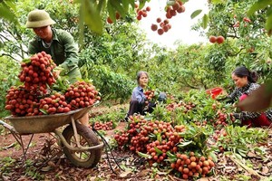 China remains promising market for Vietnamese farm produce