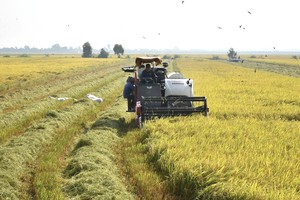 Farmers in Mekong Delta enjoying jubilation for bumper harvest