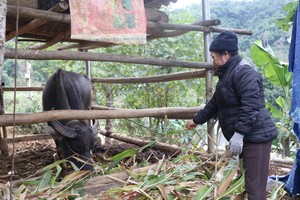 Over 600 cattle die as cold temperatures batter Northern localities