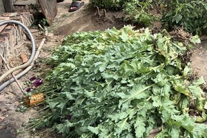 Policemen detect cultivation of poppy plants
