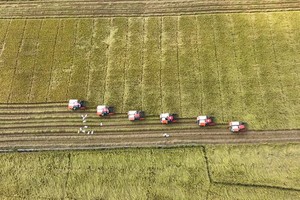 Vietnam earns US$307,820 from rice export turnover to Senegal in first 2 months