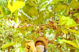 High coffee prices result in difficulties for the industry