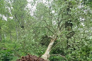 Whirlwind devastates star anise gardens