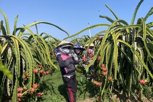 Off-season dragon fruit prices surge amid farmers’ delights