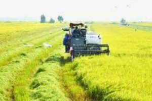 First program to generate carbon credits from rice cultivation piloted