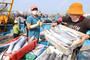 Vietnam shifting from fishing to aquatic marine resource conservation
