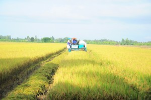 Net profit from high quality rice project increases by VND1.3-6.2 million per ha
