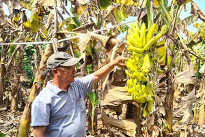 Agriculture sector should learn lesson from unplanned planting