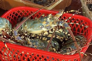 Indonesia licenses certificates of lobster cultivation for 3 VNese companies