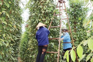 Vietnam’s pepper industry spices up export earnings despite volume dip