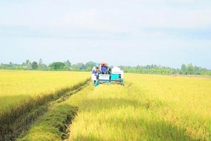 Production cost of one kg of rice drops by over 7 percent 