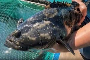 Farmer earns about VND1 billion per year from cage-raised grouper farming