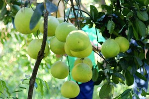 Unique grapefruit market in central province